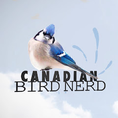 Watch Mountain View Bird Feeder Live Cam Alberta Live