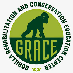 GRACE Gorilla Live Stream