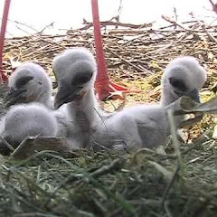 Watch Kirchzarten Stork Nest Live Webcam Live
